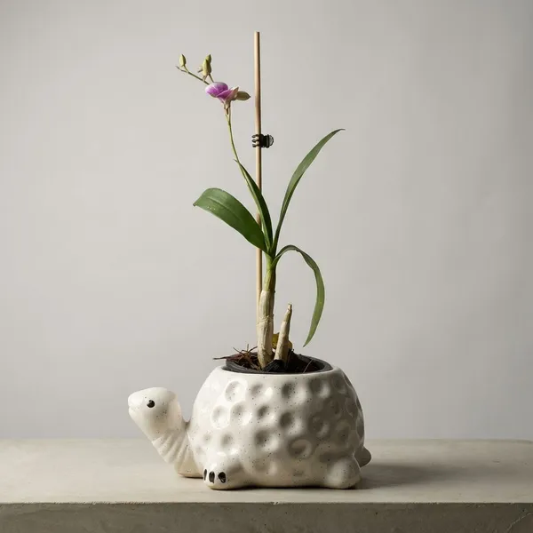 Dendrobium_Orchid_In_Tortoise_Planter