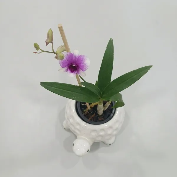 Dendrobium_Orchid_In_Tortoise_Planter