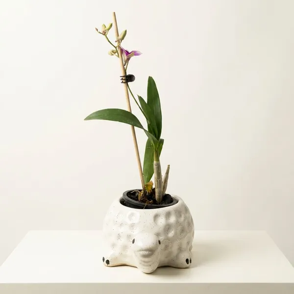 Dendrobium_Orchid_In_Tortoise_Planter