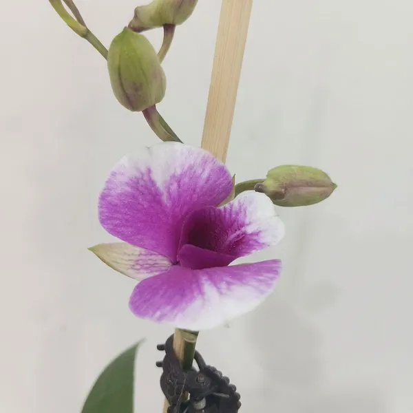 Dendrobium_Orchid_In_Tortoise_Planter