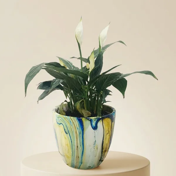 Peace_Lily_In_ceramic_designer_Pot