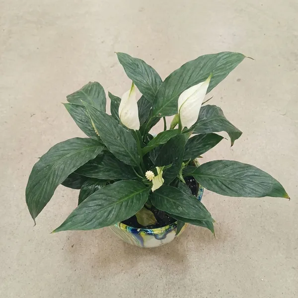 Peace_Lily_In_ceramic_designer_Pot