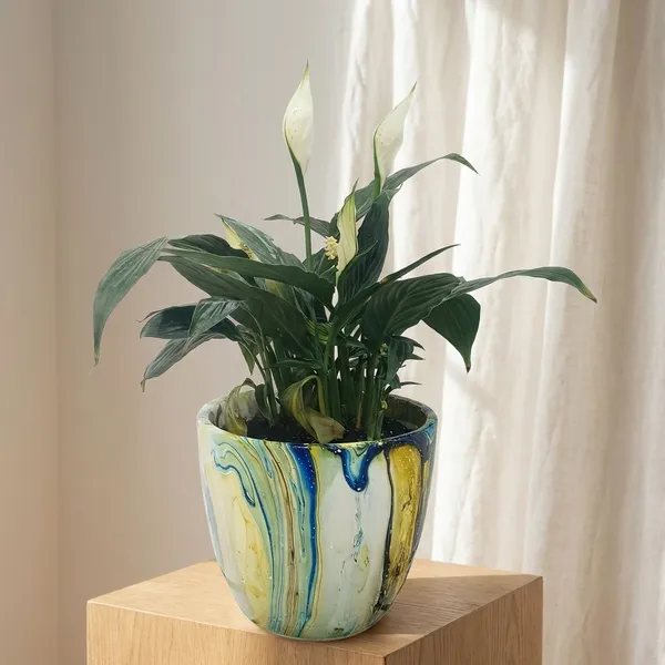 Peace_Lily_In_ceramic_designer_Pot