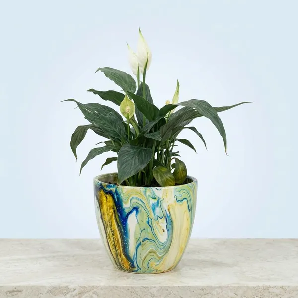 Peace_Lily_In_ceramic_designer_Pot