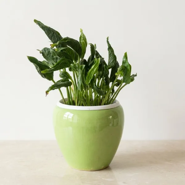 Sleeping_Pothos_In_Apple_ceramic_Planter