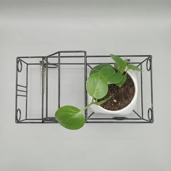 Green_Pothos_In_Ludoo_Planter_And_Truck__metal_Frame