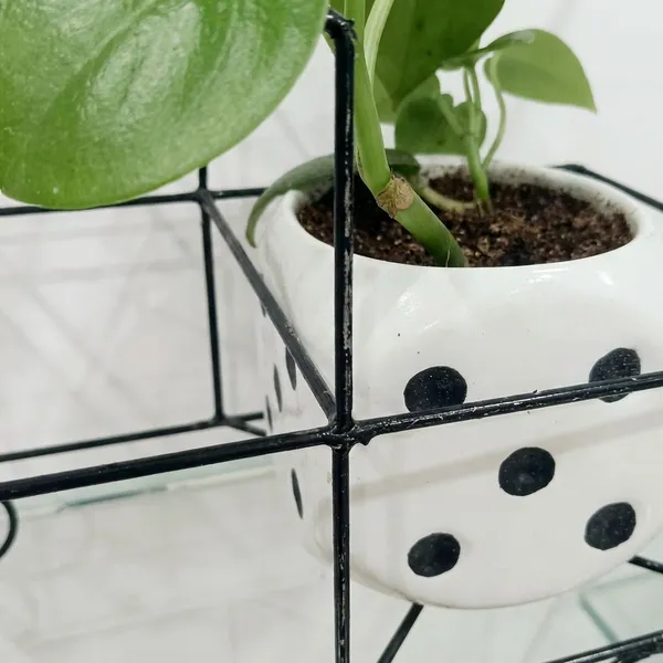 Green_Pothos_In_Ludoo_Planter_And_Truck__metal_Frame