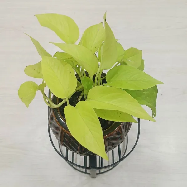 Golden_Pothos_In_Designer_Round_ceramic_Pot