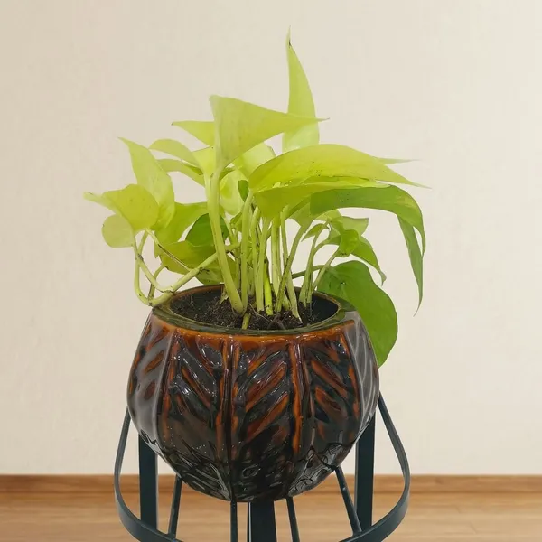 Golden_Pothos_In_Designer_Round_ceramic_Pot
