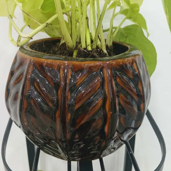 Golden_Pothos_In_Designer_Round_ceramic_Pot