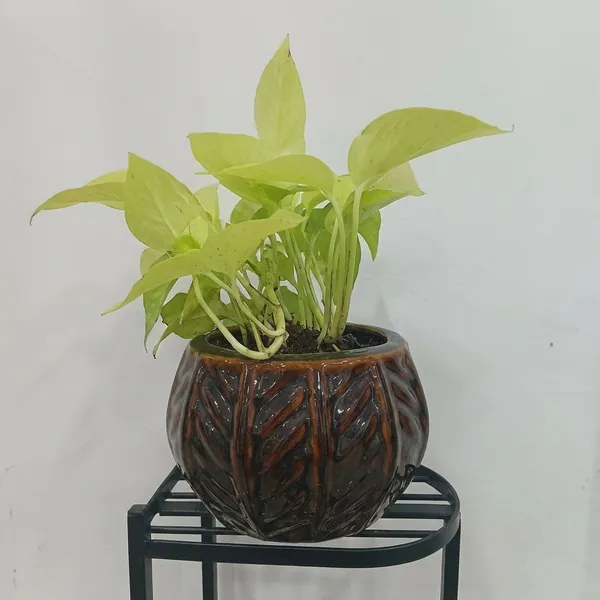 Golden_Pothos_In_Designer_Round_ceramic_Pot