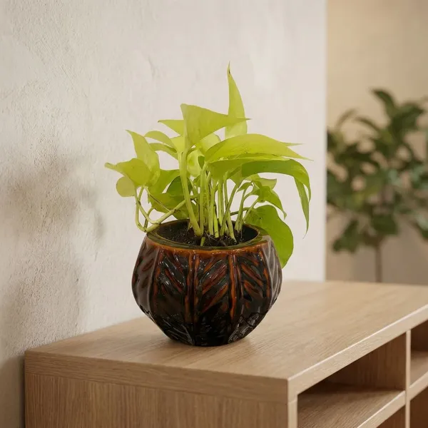 Golden_Pothos_In_Designer_Round_ceramic_Pot