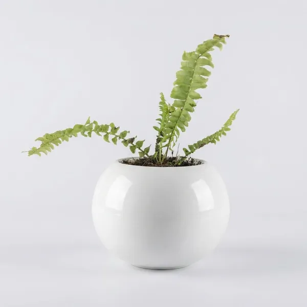 Green_Live_Plants_Fern_In_Ball_Planter