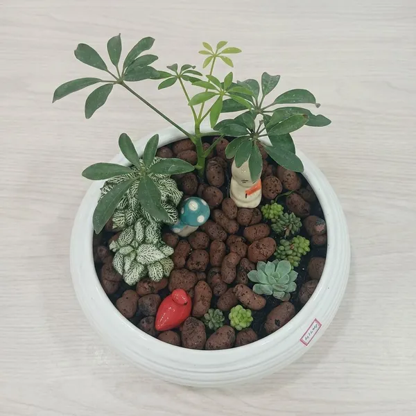 Miniature_Garden_Ceramic_And_Live_Plants_Bonsai_Planter