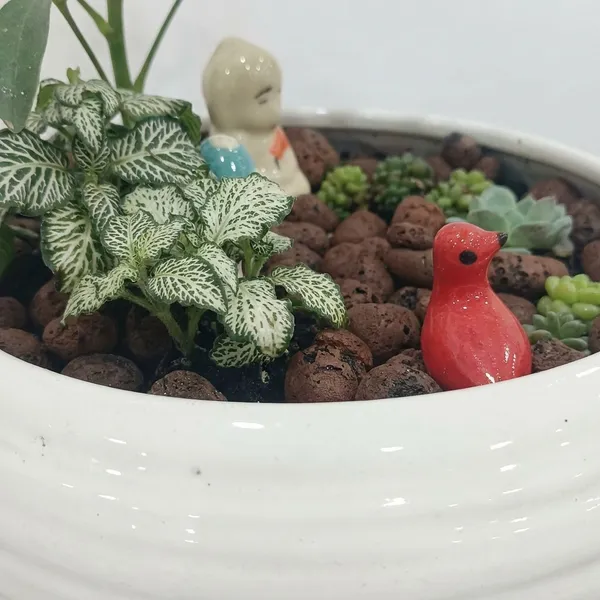 Miniature_Garden_Ceramic_And_Live_Plants_Bonsai_Planter