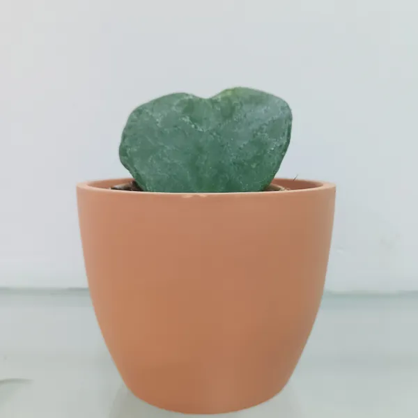 Hoya_Plant_Green_Live