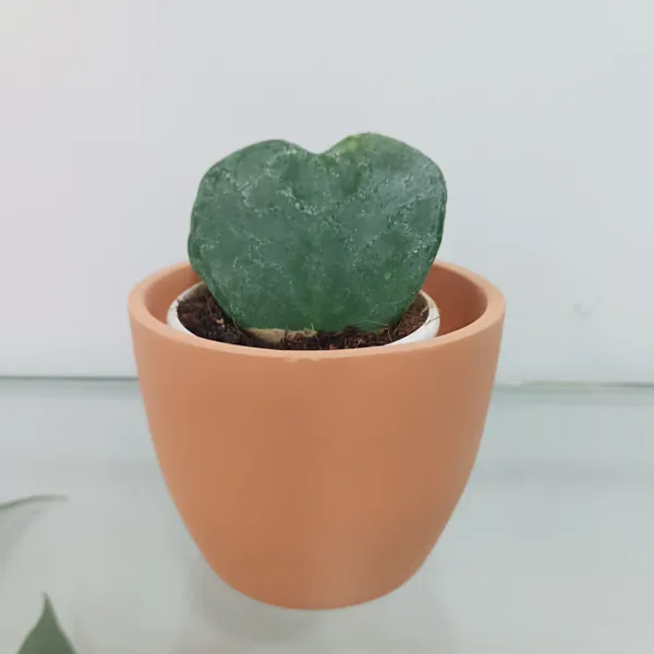 Hoya_Plant_Green_Live