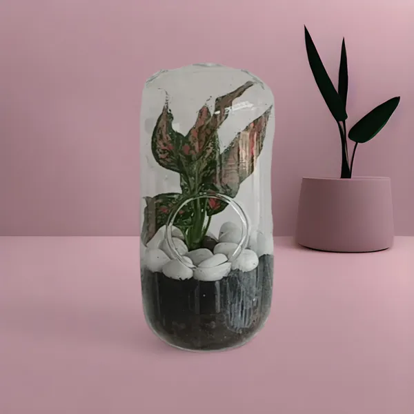 Transparent_Glass_Capsule__For_Home_Decoration
