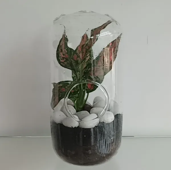 Transparent_Glass_Capsule__For_Home_Decoration