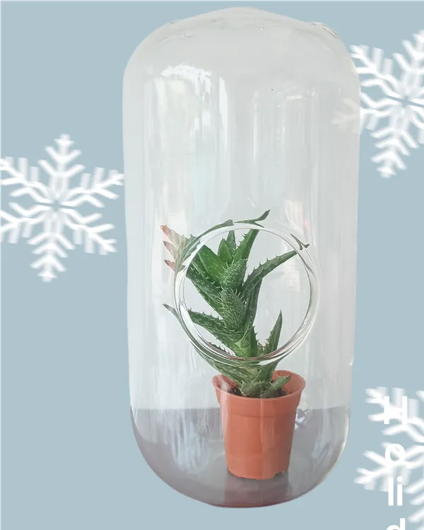 Transparent_Glass_Capsule__For_Home_Decoration