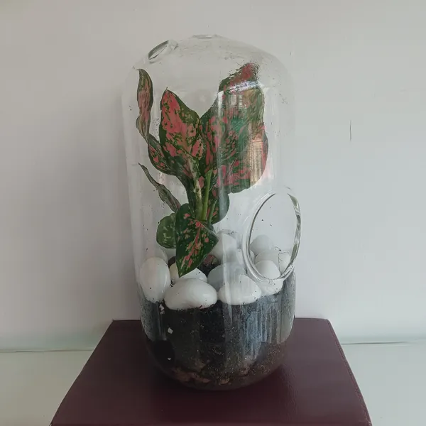 Transparent_Glass_Capsule__For_Home_Decoration
