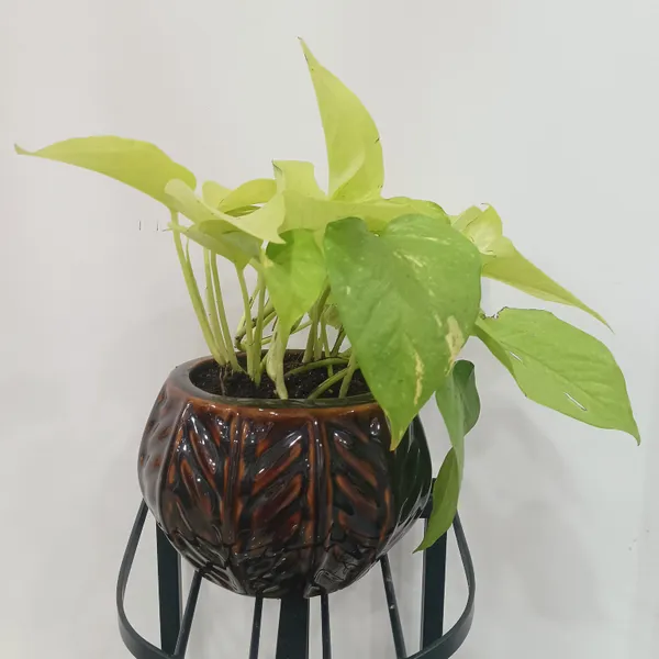 Golden_Pothos_In_Designer_Round_ceramic_Pot