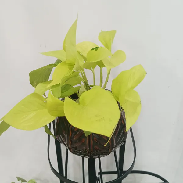 Golden_Pothos_In_Designer_Round_ceramic_Pot