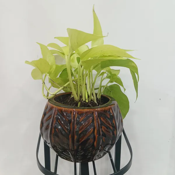 Golden_Pothos_In_Designer_Round_ceramic_Pot