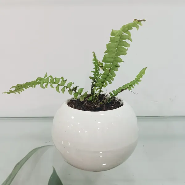 Green_Live_Plants_Fern_In_Ball_Planter
