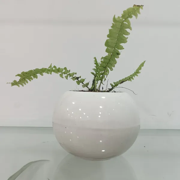 Green_Live_Plants_Fern_In_Ball_Planter