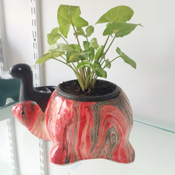 Kurma_Ojas_colourful_tortoise_ceremic_planter