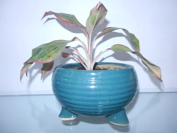 Bingo_Turt_ceramic_planter