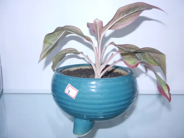 Bingo_Turt_ceramic_planter