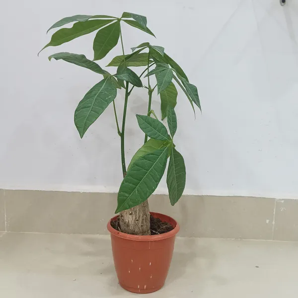 Live_Pachira_Money_Plant