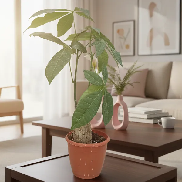 Live_Pachira_Money_Plant