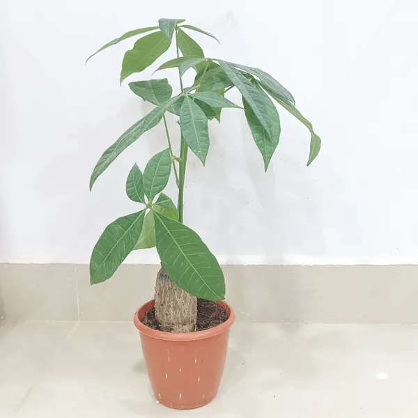 Live_Pachira_Money_Plant