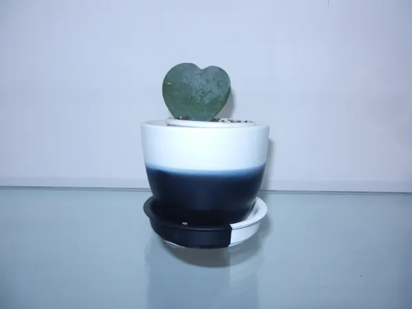 Rosette_ceramic_planter