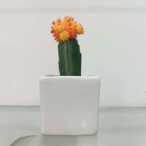Yellow_Live_Plants_Moon_Cactus
