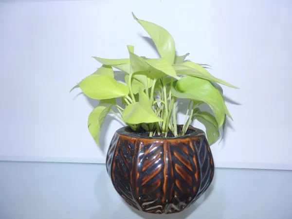 Cera_Fin_ceramic_Planter