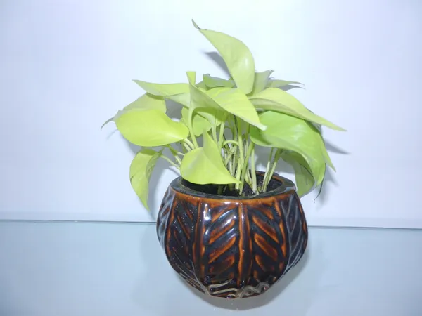 Cera_Fin_ceramic_Planter