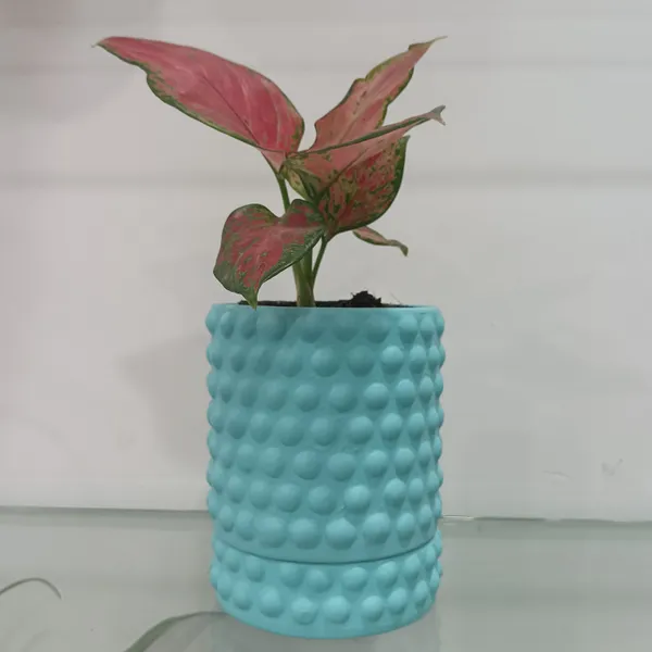 Bubble_Bloom_ceramic_planter_with_tray