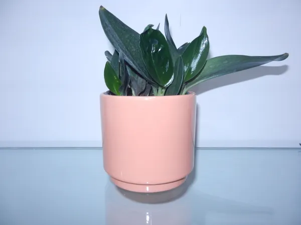 Bloom_Glass__ceremic_planter