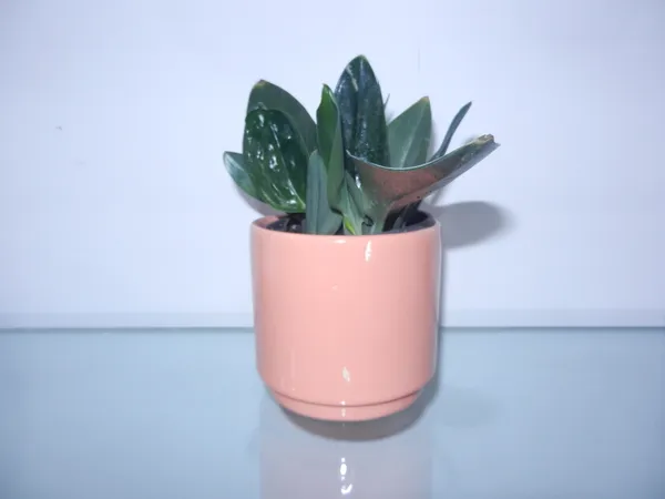 Bloom_Glass__ceremic_planter