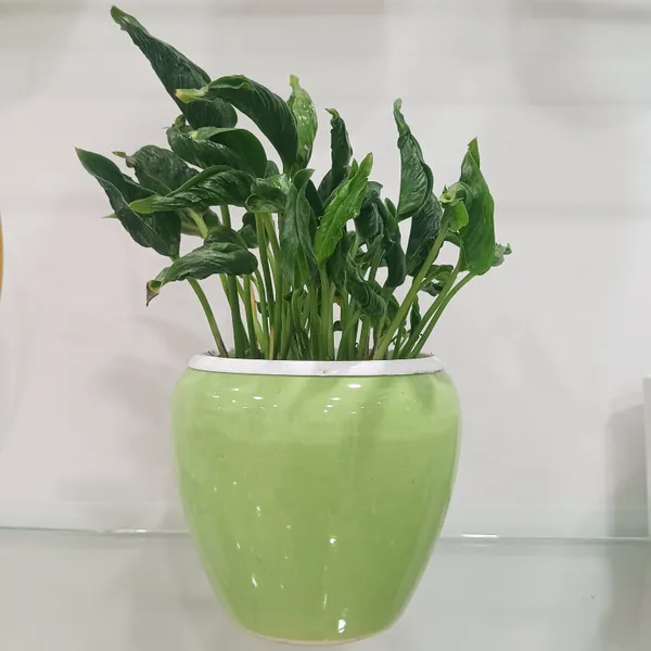 Sleeping_Pothos_In_Apple_ceramic_Planter