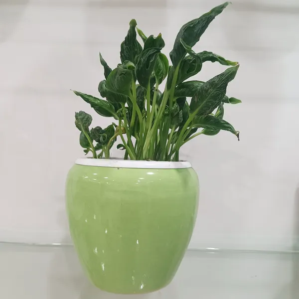 Sleeping_Pothos_In_Apple_ceramic_Planter