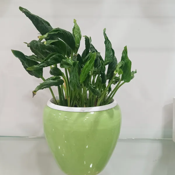 Sleeping_Pothos_In_Apple_ceramic_Planter