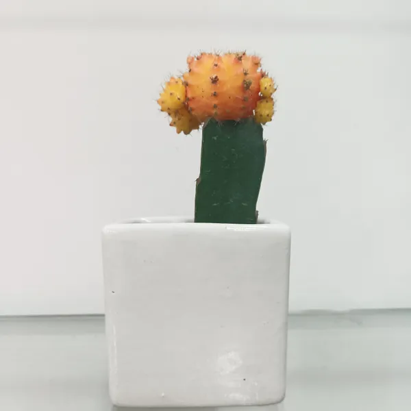 Floral_bud_3_in_ceremic_planter