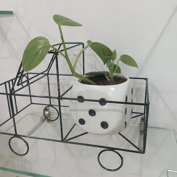 Green_Pothos_In_Ludoo_Planter_And_Truck__metal_Frame