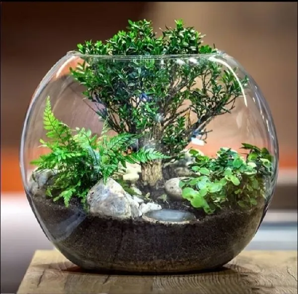 Transparent_Glass_Moon_Pot_Heavy_Aquarium_For_Home_Decoration