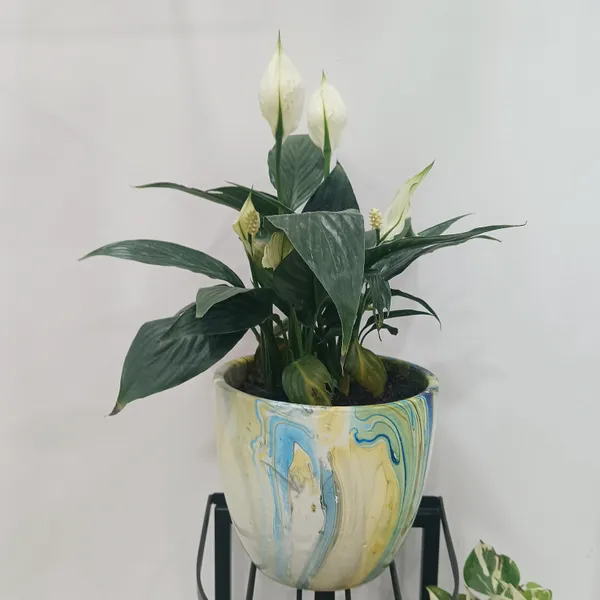Peace_Lily_In_ceramic_designer_Pot